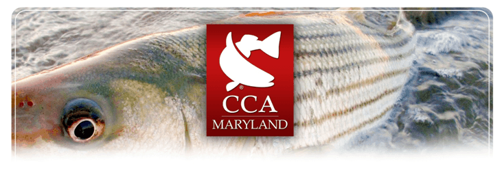 CCAMD Striper Banner CCAMD Striper Banner