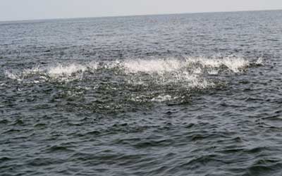 More Atlantic Menhaden Will Help Rebuild the Iconic Striped Bass Fishery