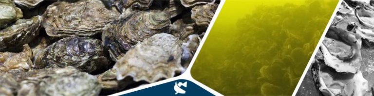 Out of Town Oyster News: Calcasieu Oyster Reefs on a Comeback After Removal of Dredges