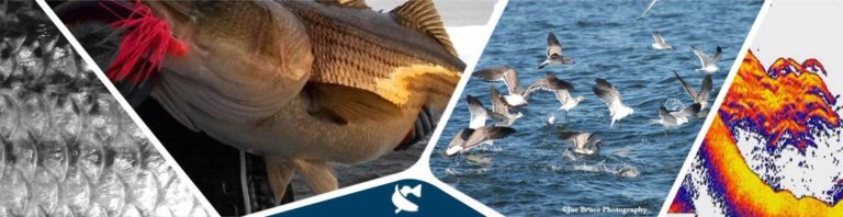 CCA Angler’s Guide to ASMFC Atlantic Striped Bass Addendum VI