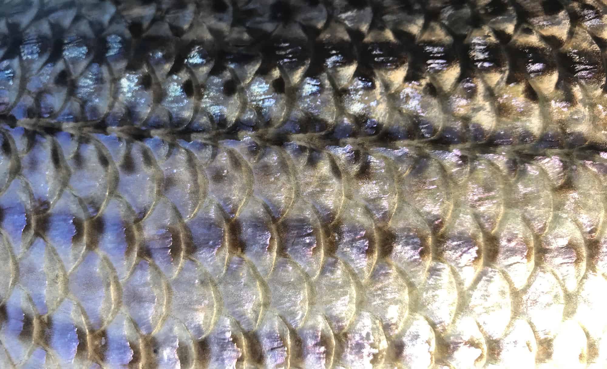 Striped Bass CCA Maryland