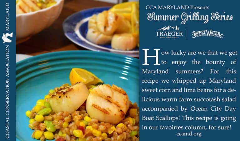 Summer Grilling Series: OC Day Boat Scallops and Warm Farro Succotash Salad