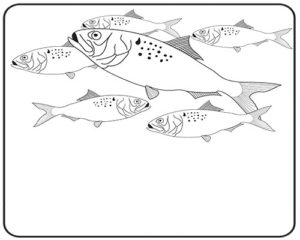 Menhaden Coloring Page