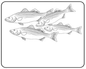Striped Bass Coloring Page