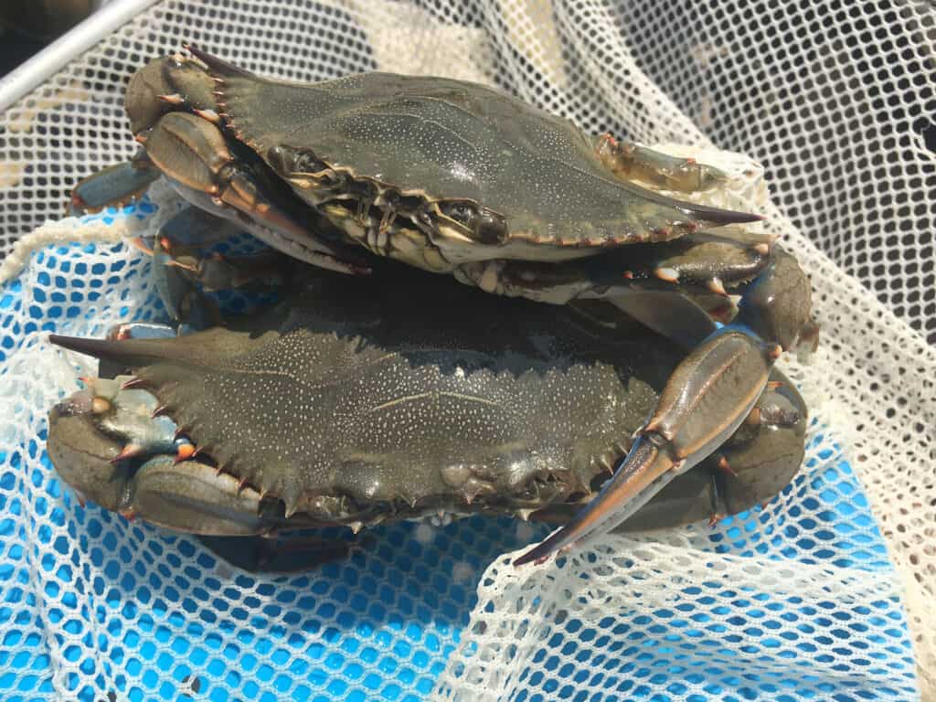 blue crabs in net