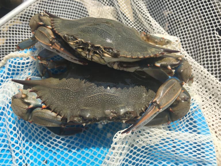 Chesapeake Blue Crabs and Stripers Face Stiff Challenges