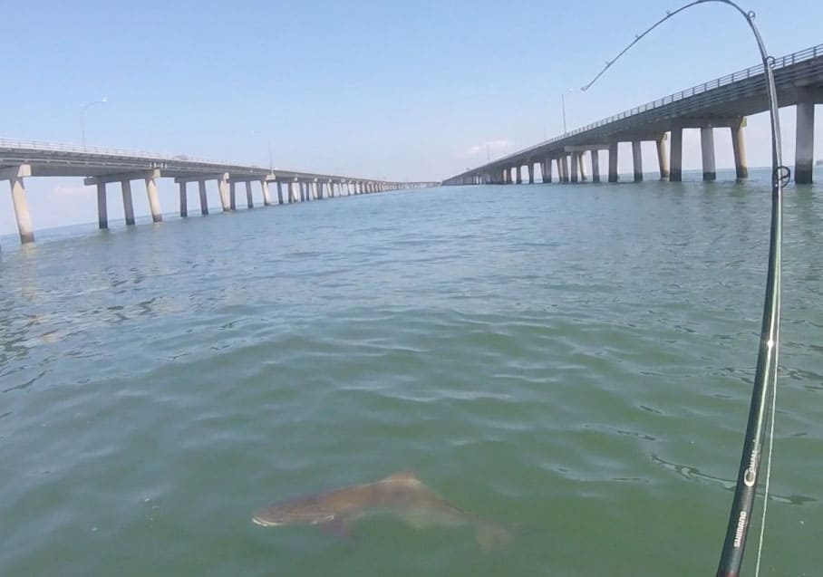 fishing for cobia near bridge