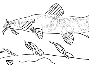 Flathead Catfish Coloring Page
