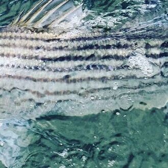 striped-bass-on-lure striped-bass-on-lure