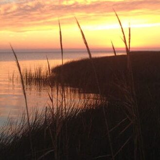 tall-grass-in-sunset